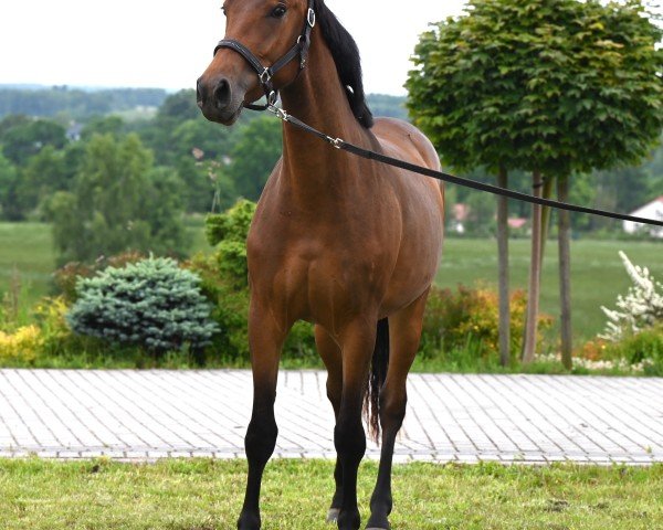 Pferd Bicosida (Oldenburger, 2023, von Pr.H. Bingo Boy)