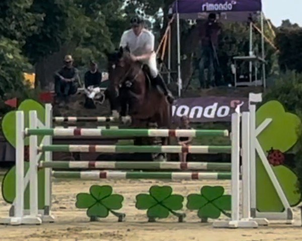 jumper Cezil (German Sport Horse, 2017, from Cormitender)