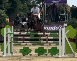 jumper Cezil (German Sport Horse, 2017, from Cormitender)