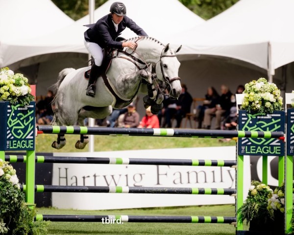 jumper Ariso (Swedish Warmblood, 2011, from Casall Ask)