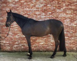 Springpferd Quarido van den Aard (Belgisches Warmblut, 2016, von Le Blue Diamond v't Ruytershof)