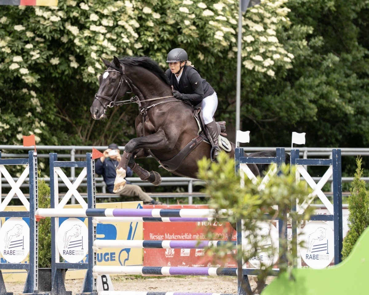Springpferd Landor JN (Holsteiner, 2019, von Livello)