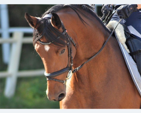 dressage horse Isa Bella 4 (Holsteiner, 2016, from Belissimo NRW)