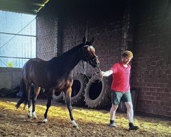 Springpferd Donna Gina 3 (Westfale, 2015, von Don Diarado)