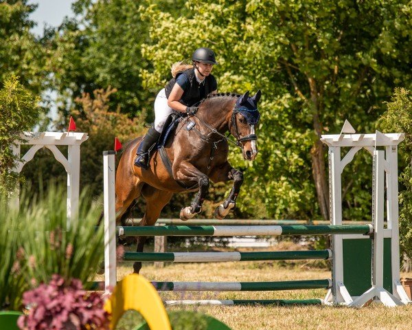 jumper Sinetti S (German Sport Horse, 2011, from Simonetti) jumper Sinetti S (German Sport Horse, 2011, from Simonetti)