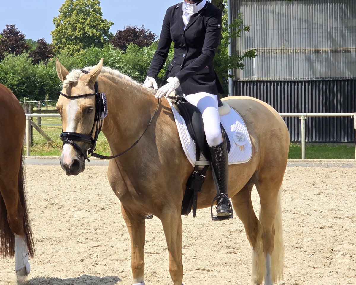 broodmare Genesis GiGi NET (Westphalian, 2021, from Genesis BL)