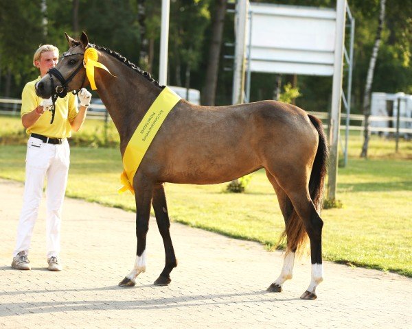 Zuchtstute GS Weltina (Deutsches Reitpony, 2022, von Double Cream)