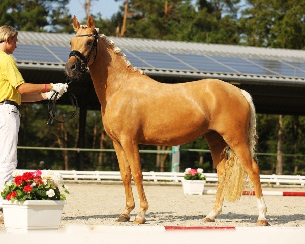 Zuchtstute GS Feinlight (Deutsches Reitpony, 2022, von FS Golden Highlight)