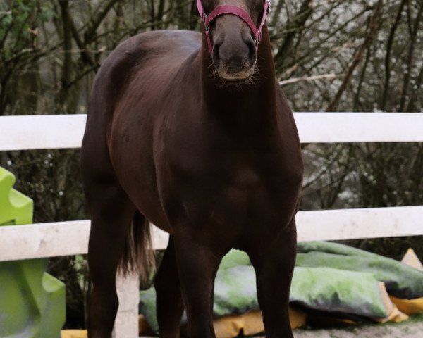 horse Celebration‘s Chocolate R (German Riding Pony, 2020, from Celebration WE)