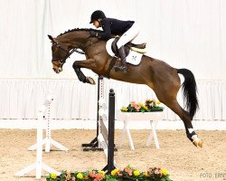 broodmare Elize Soleil (Hanoverian, 2014, from Embassy I)