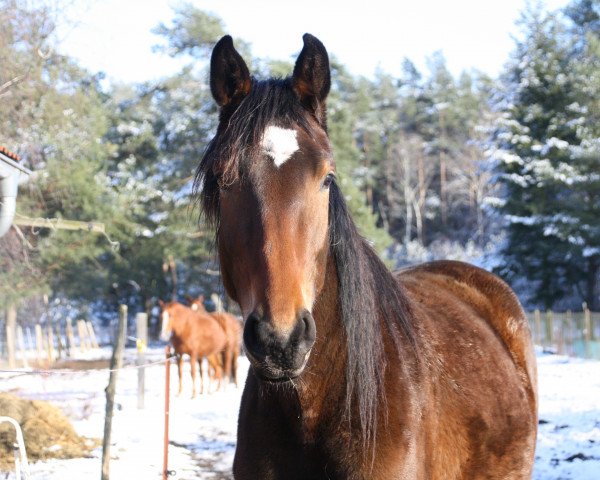 horse Lady Laisa SMR (Mecklenburg, 2018, from Lamarco 5)