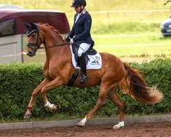 Pferd Viva Goldina S (Oldenburger, 2022, von Viva Gold OLD)