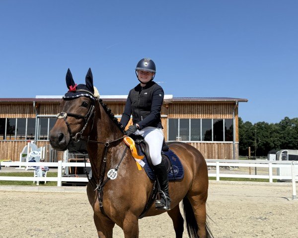 Springpferd Saint Spacetaxi (Hannoveraner, 2019, von Stakkato)