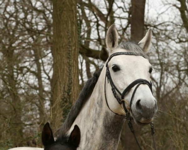 Zuchtstute Sulalu M (Hannoveraner, 2010, von Stakkato)