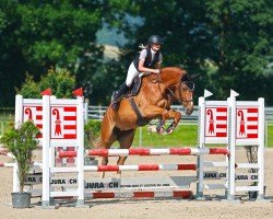 Springpferd Gisma Von Bueren CH (Schweizer Warmblut, 2020, von Komme Casall)
