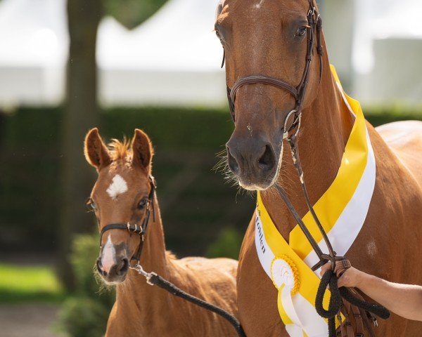 horse Zirrokino (Hanoverian, 2024, from Ziroccocorte OLD)