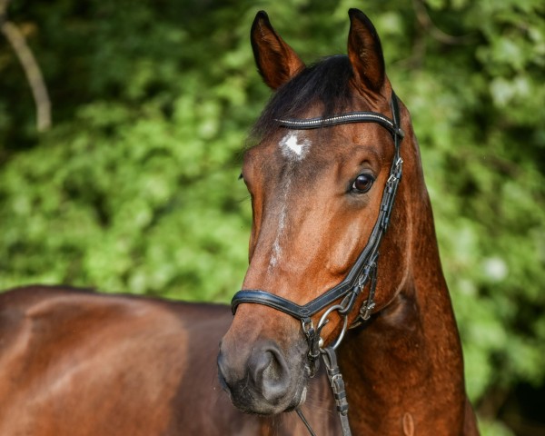 Pferd Hier kommt Harvey (Hannoveraner, 2021, von High Level 7)
