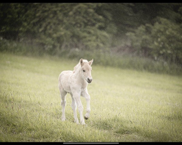 foal by Bjønte (Fjord Horse, 2025, from Bolseten N.2825)
