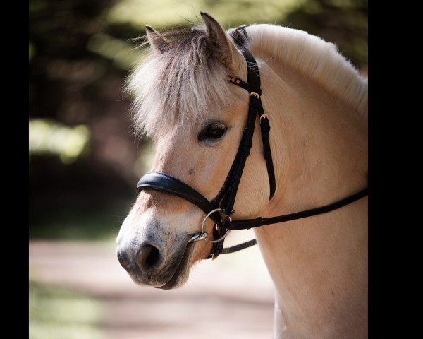 horse Mia (Fjord Horse, 2018, from Stian) horse Mia (Fjord Horse, 2018, from Stian)
