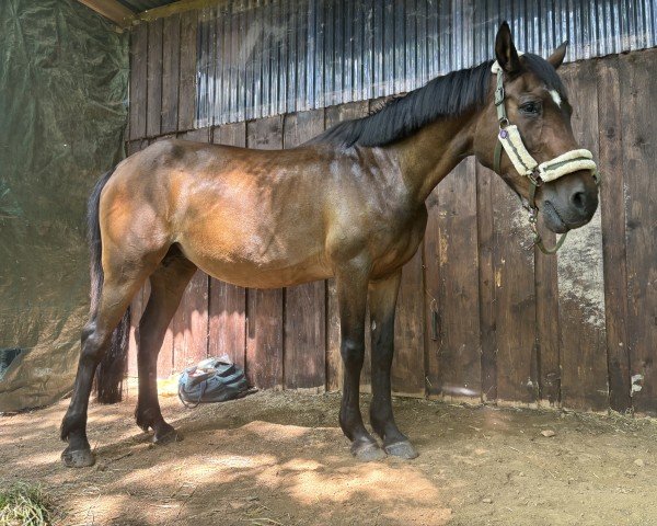 broodmare Trinidad II (Holsteiner, 2003, from Barinello)