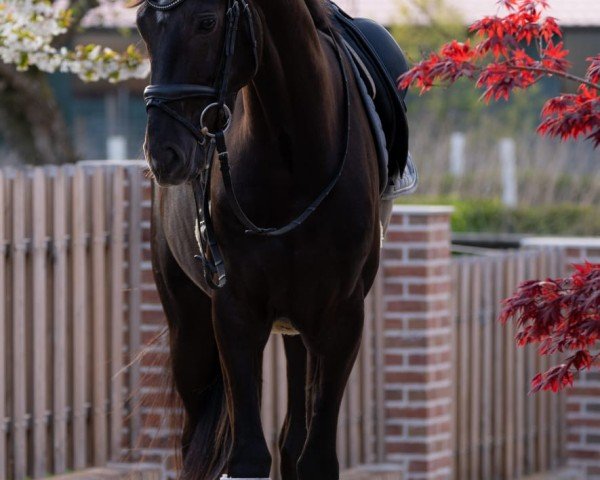 horse Franjo 30 (Oldenburg, 2017, from Fürst Romancier)