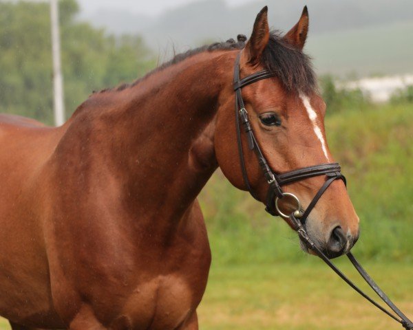 Springpferd Bernfried (Westfale, 2021, von Balous Bellini)