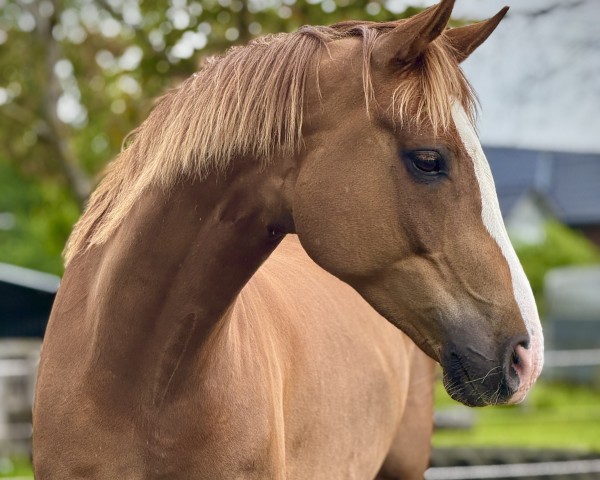 Pferd Sir Nono (Hannoveraner, 2018, von Sir Donnerhall I)