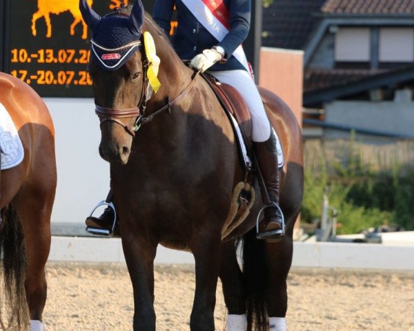 Dressurpferd Söhnlein Brillant 6 (Rheinländer, 2010, von Sir Donnerhall I)