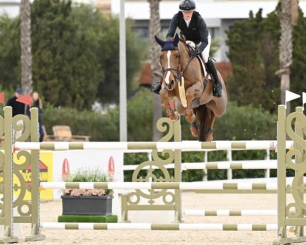 Springpferd Navarette N (KWPN (Niederländisches Warmblut), 2018, von Aganix du Seigneur)
