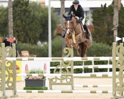 Springpferd Navarette N (KWPN (Niederländisches Warmblut), 2018, von Aganix du Seigneur)