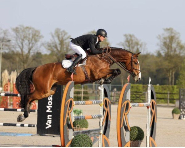 Springpferd A Billion Boy Vh Distelhof Z (Zangersheide Reitpferd, 2017, von Aganix du Seigneur)