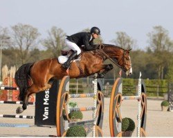 jumper A Billion Boy Vh Distelhof Z (Zangersheide riding horse, 2017, from Aganix du Seigneur)