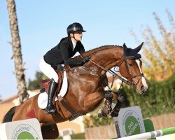 Springpferd Cascaralda G Z (Zangersheide Reitpferd, 2017, von Cascadello)