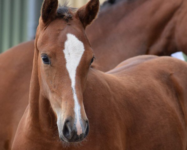 horse Pintados Charming Girl (German Riding Pony, 2021, from Crown Charm of Royal)