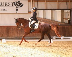 dressage horse Venezia 94 (Oldenburg, 2020, from Le Formidable)