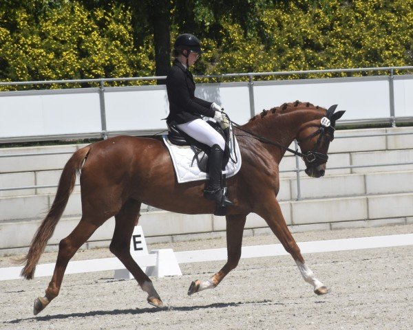 Zuchtstute Samba's Lady (Deutsches Sportpferd, 2007, von Samba Hit I)