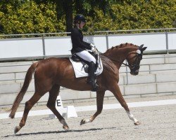 broodmare Samba's Lady (German Sport Horse, 2007, from Samba Hit I)