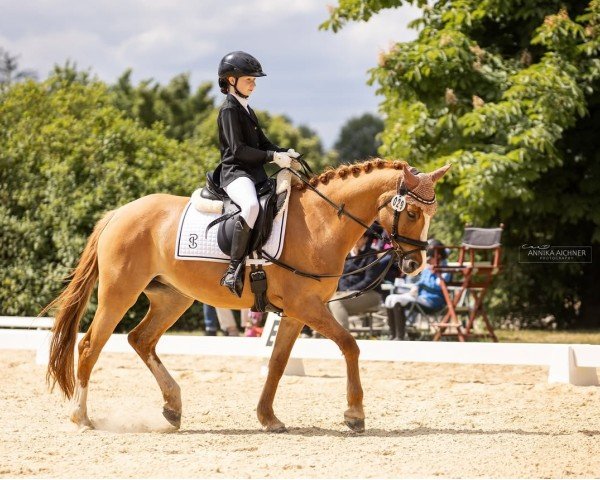 dressage horse Schneeweißchen K (German Riding Pony, 2020, from Dornier B)