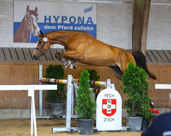 horse Sushina CH (Swiss Warmblood, 2022, from Limbothello B)