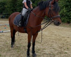 broodmare Didgeridoo 12 (German Riding Pony, 2002, from Dreamdancer)