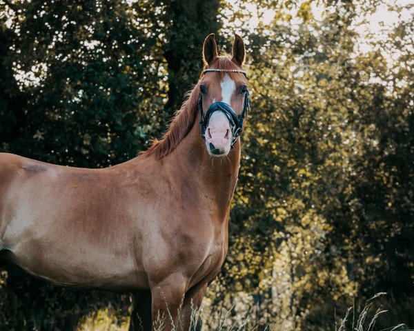 Pferd Küstengold R (Deutsches Reitpony, 2018, von Kastanienhof Cockney Cracker)