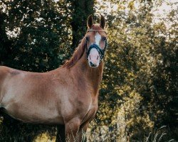 Pferd Küstengold R (Deutsches Reitpony, 2018, von Kastanienhof Cockney Cracker)