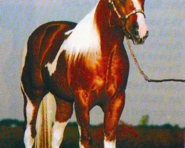 horse Bestisjustenough (Paint Horse, 1996, from Doc Doll)