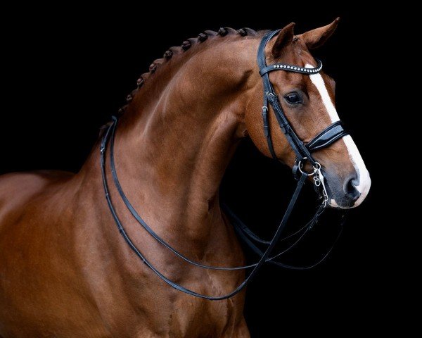 dressage horse Kingston 71 (KWPN (Royal Dutch Sporthorse), 2015, from Dark Pleasure)