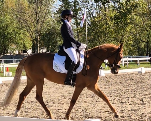 Dressurpferd NM London Lady (Schweizer Warmblut, 2018, von Londonbeat)
