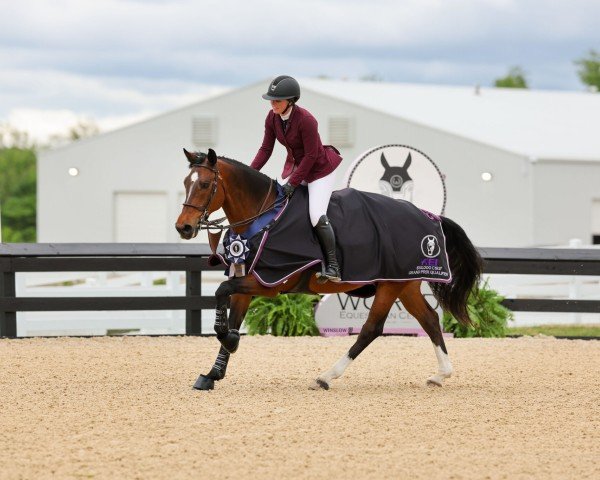jumper Kupardie (KWPN (Royal Dutch Sporthorse), 2015, from Cidane)