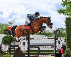 Springpferd Qilaja van de Helle (Belgisches Warmblut, 2016, von Casillas van de Helle)