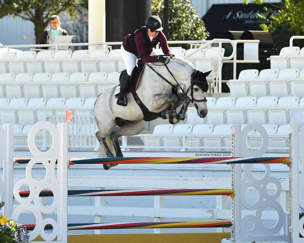 Springpferd Montevideo VDL (KWPN (Niederländisches Warmblut), 2017, von Cornet Obolensky)