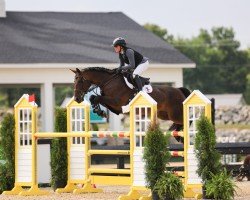 Springpferd Jazil du Houssoit (Belgium Sporthorse, 2015, von Peppermill)