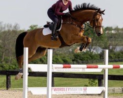 jumper Castello D (Holsteiner, 2010, from Caplan)